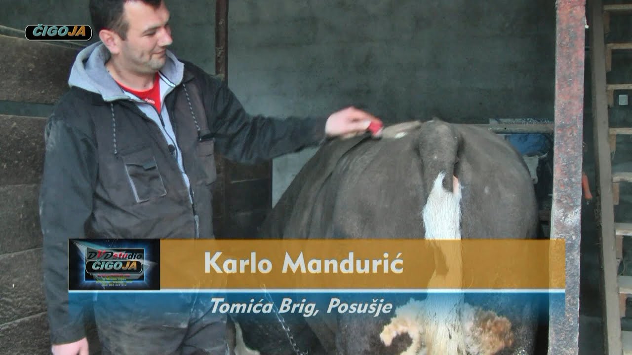 - JELENKO I MESI KARLA MANDURIĆA PROSLAVILI POSUŠJE