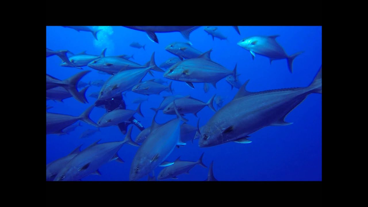 Buceo en el Hierro, diving, tauchen -Junio 2015-
