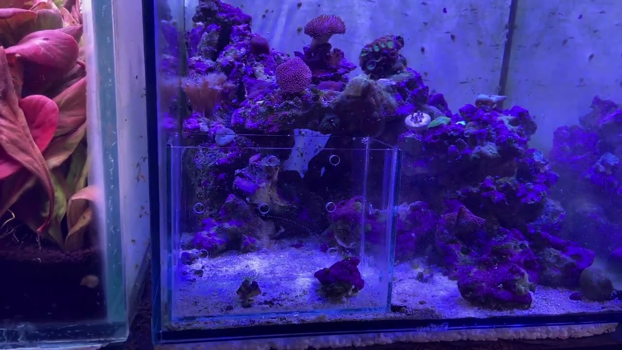 Как добавить анемону в рифовый аквариум #AquariumShopDinajpur