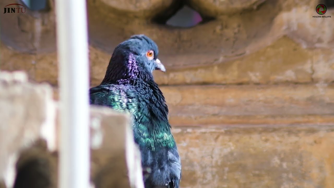 JINTU 420-800mm Sample Video (1) In 8K (Houcine Emulate)