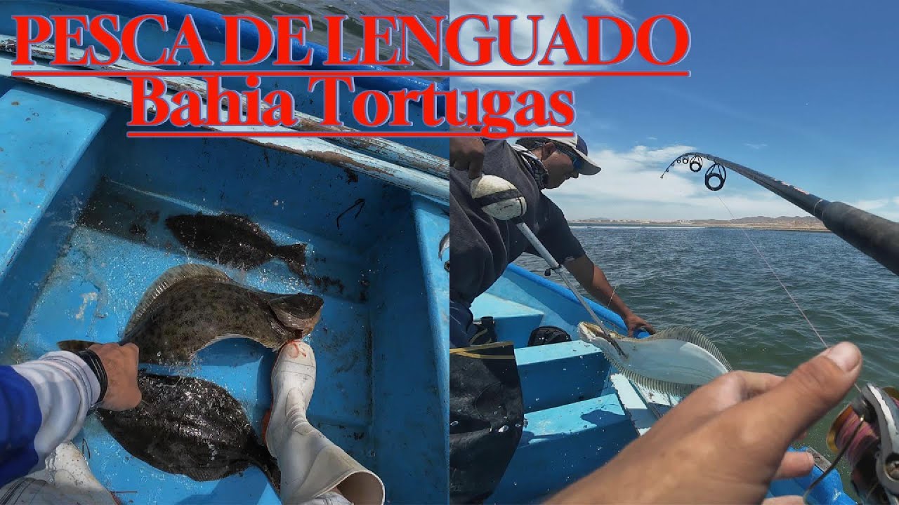 PESCA DE LENGUADO | BAHIA TORTUGAS, BCS.