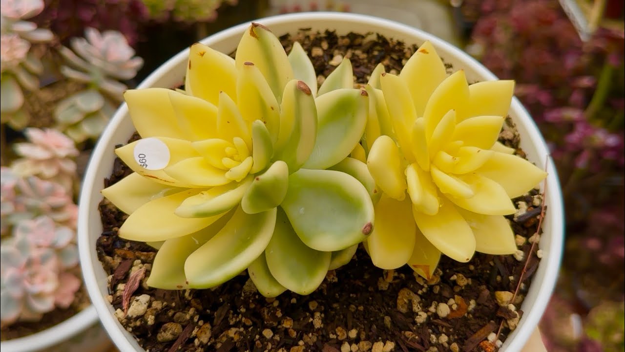 7/22/2025 SUCCULENTS FOR SALE | Lele: 408 883 5495