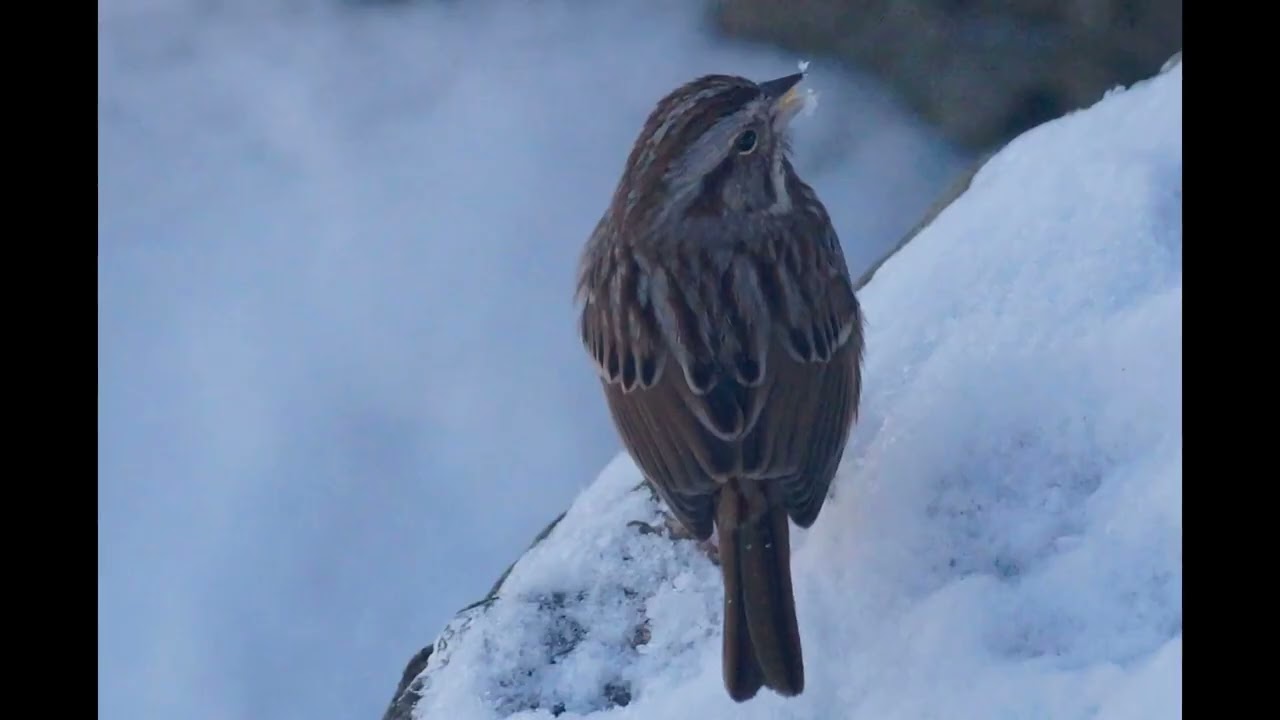 Song sparrow came back @ Humber Bay Shores 
