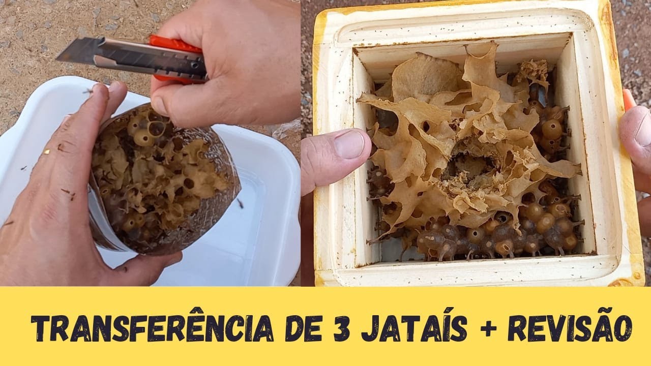 TRANSFERÊNCIA DE JATAÍ (3 ISCAS) + REVISÃO COM 33 DIAS