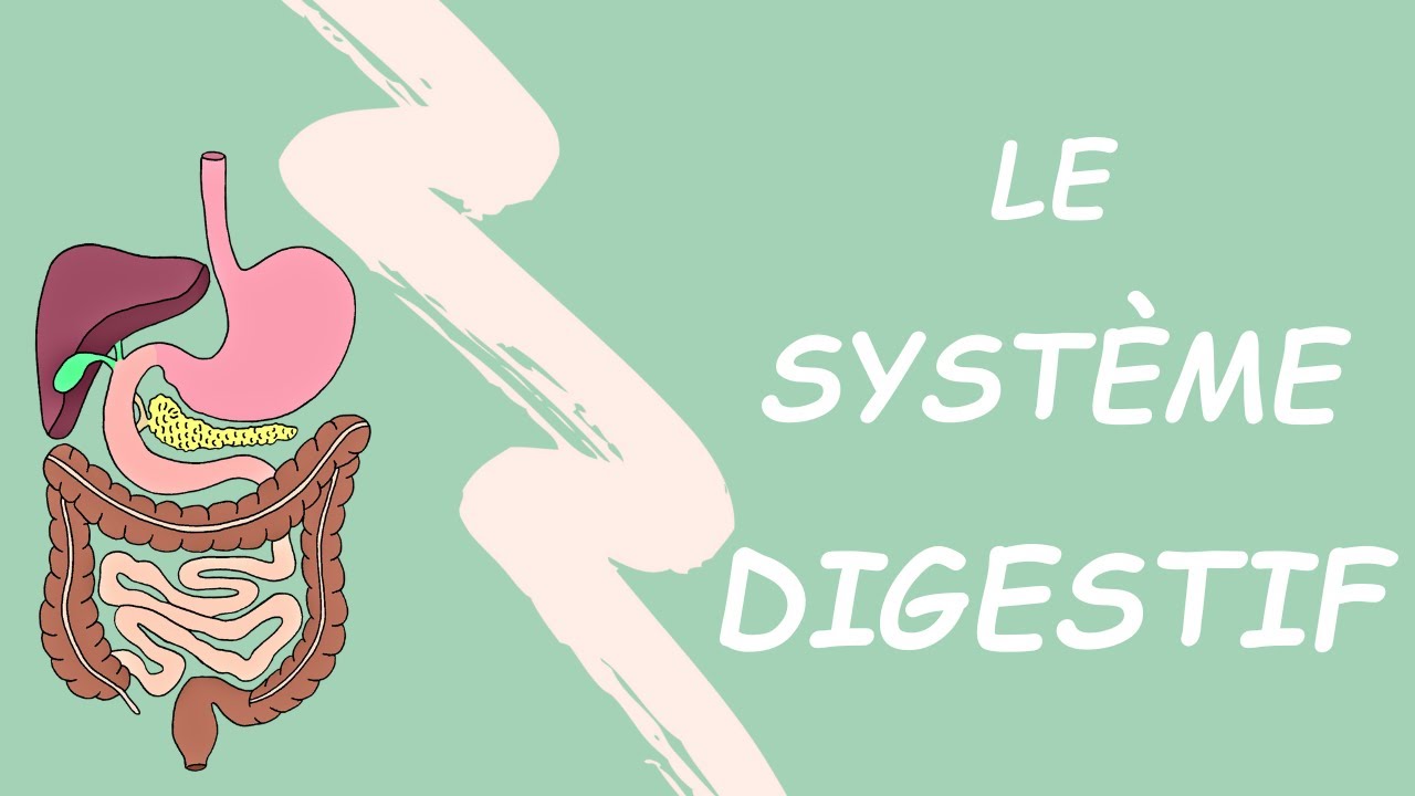 TOUT SAVOIR SUR L'ANATOMIE DU SYSTÈME DIGESTIF