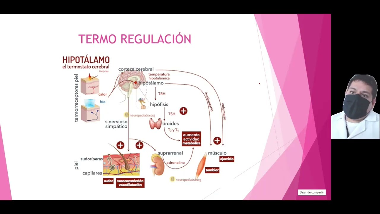 Termorregulaci&oacute;n