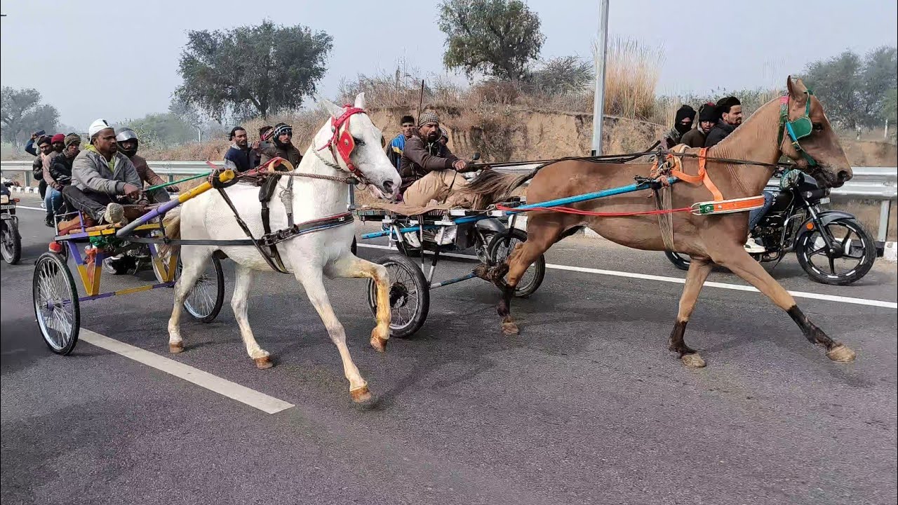 न्यू झुंझुनू हॉर्स रेस 10/1/2026  अफ्रीकन उस्ताद विनर। km10 🥇🏆🐎