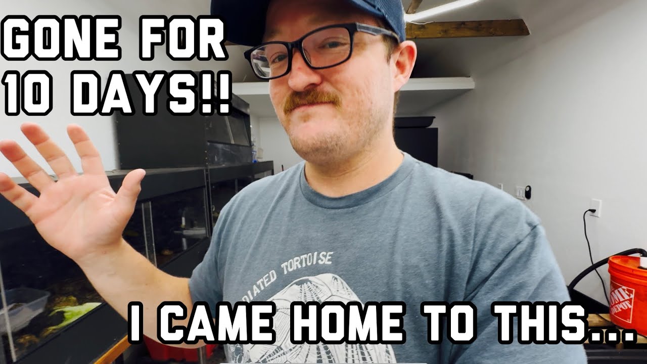 Back From Vacation! 🐢 Tortoise, Turtles & Guppy Check-In | Reptile Room + Outdoor Enclosure Tour 🌿🐠