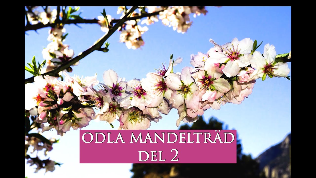 Odla mandeltr&auml;d del 2 - Leva h&aring;llbart p&aring; villatomt