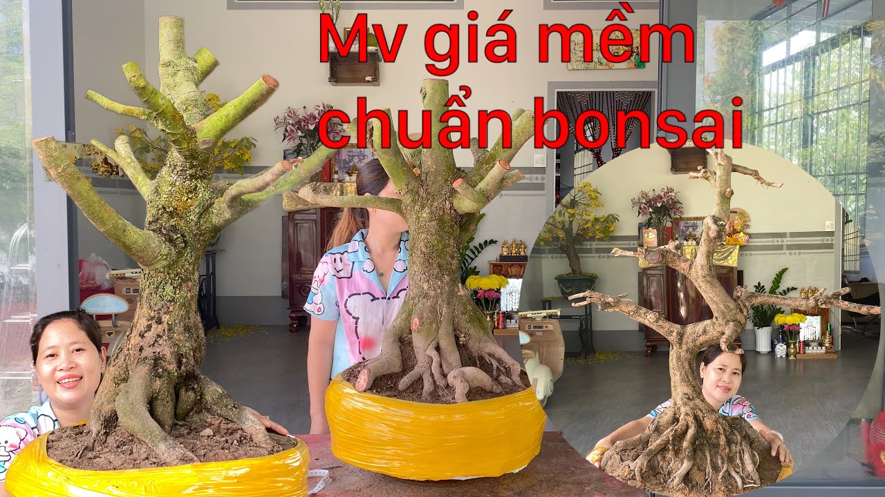 28/2/2026 6phoi mai vàng giảm giá thanh lý giá mềm ..☎️0972666608 Nghĩa