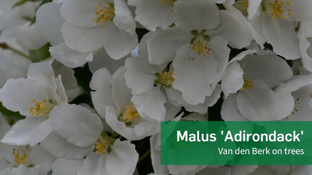 Malus 'Adirondack'  - Van den Berk on Trees
