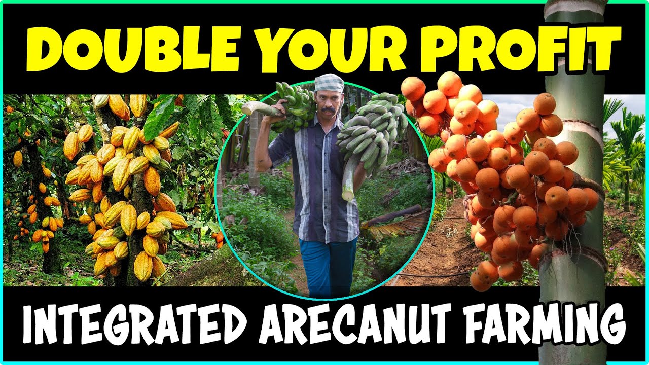 Zintegrowana uprawa orzech&oacute;w arekowych: rentowna i zr&oacute;wnoważona uprawa
