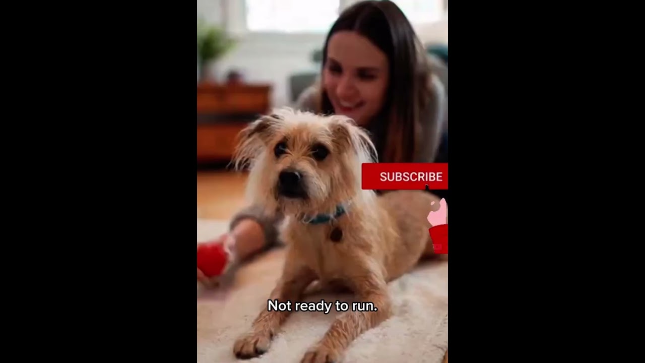 THREE ABANDONED DOGS WAS RESCUED 