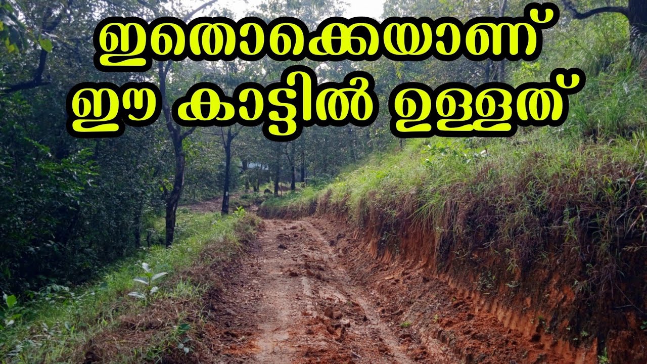 ഇവിടുത്തെ കാട്ടിൽ കയറിയപ്പോൾ കണ്ടത്. Deep Forest 