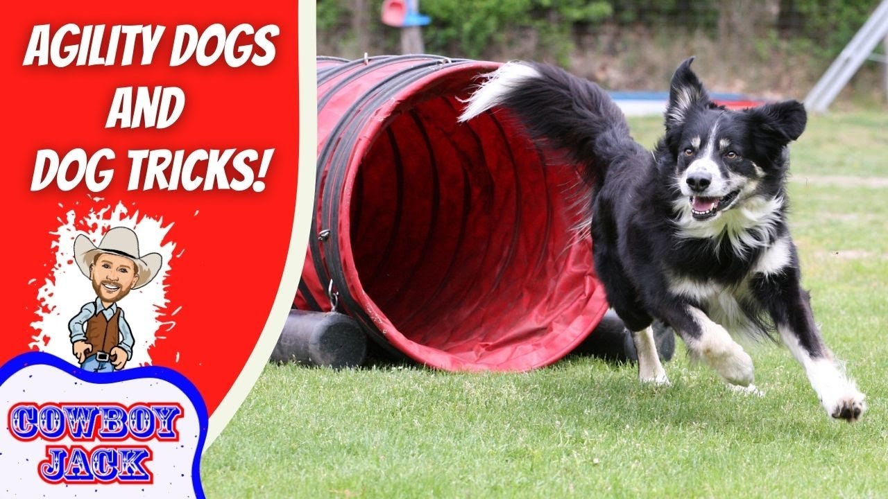 Dog Tricks for Kids | Cowboy Jack