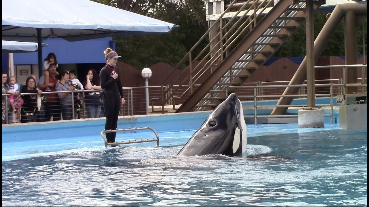 Tuar's Innovate (Killer Whales Behind the Scenes at SeaWorld San Antonio 1/6/19)