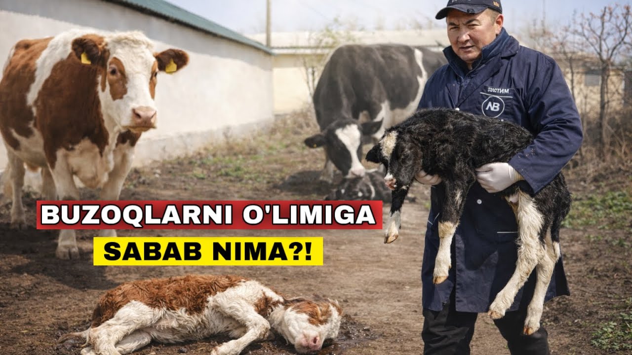 Нимага Бузокларни Улими Купайиб Кетябди? Доктордан Бузоги Бор Акалар Учун Тавсия!