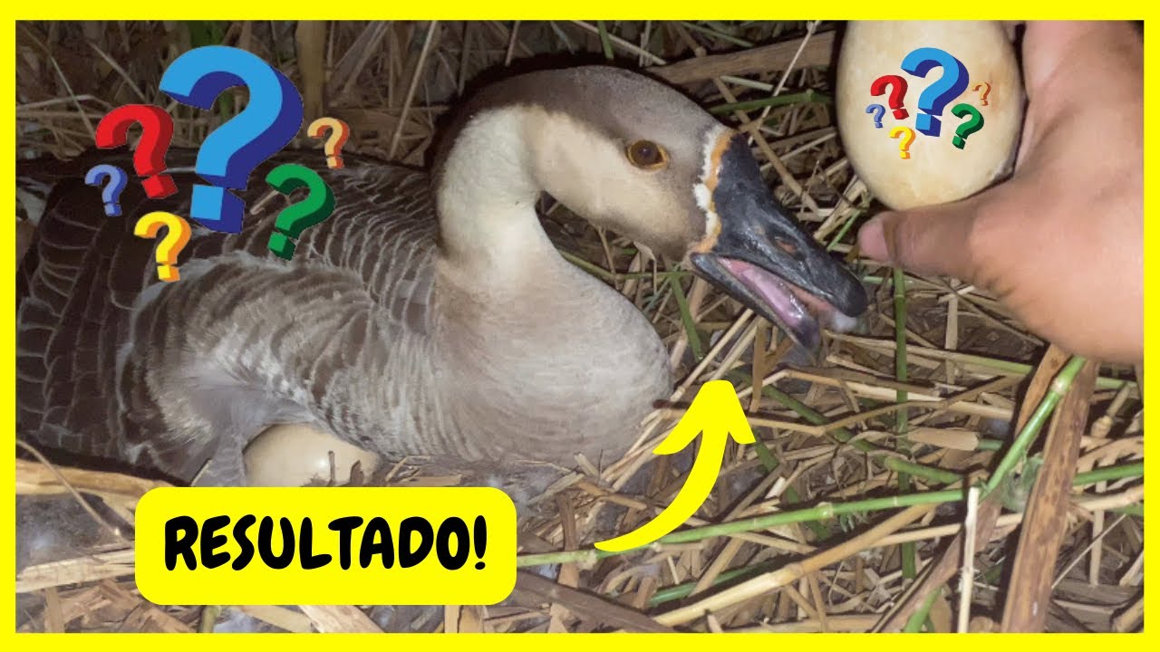 Será que tem Filhotes? Ovoscopia no Ninho das Gansas | Gutejando 