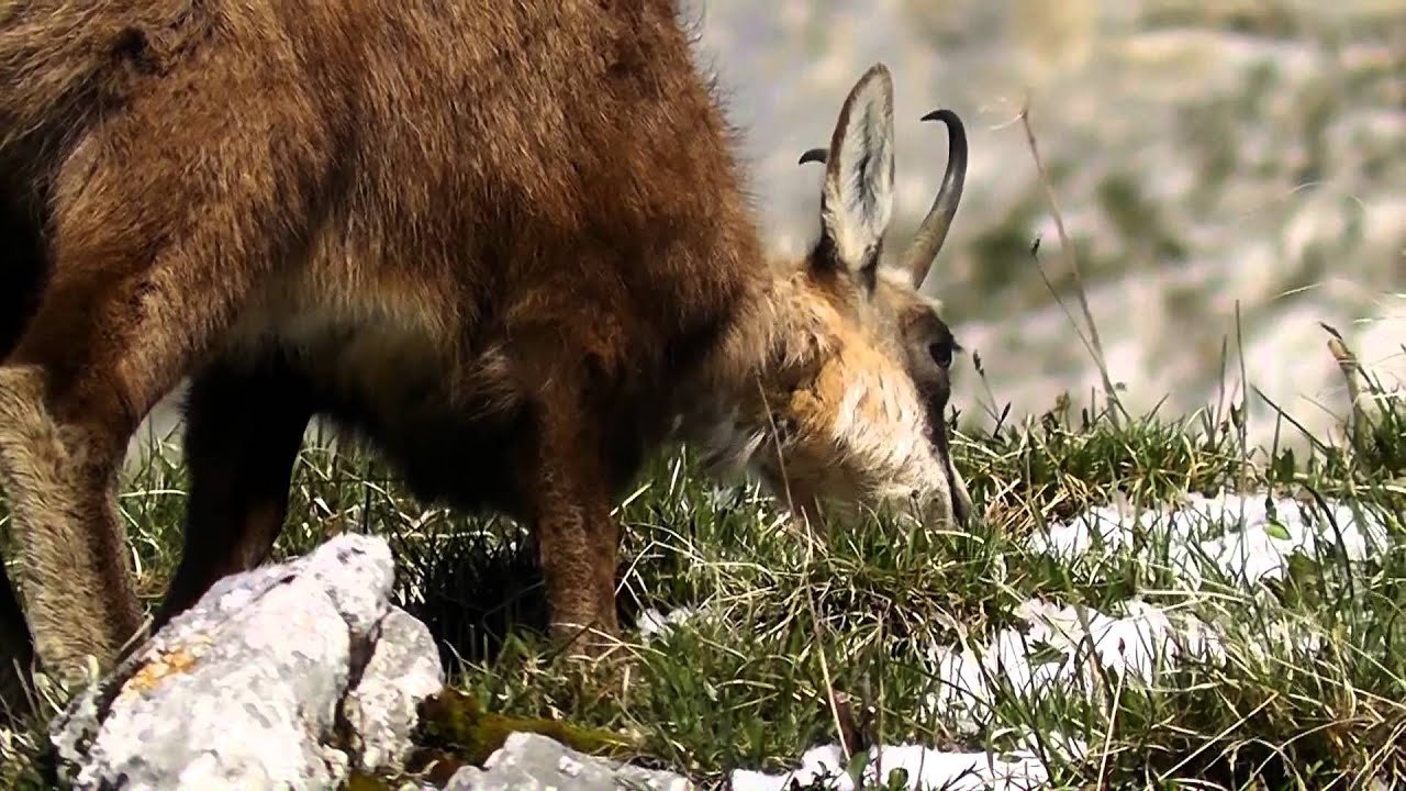 Chamois, le17-05-12