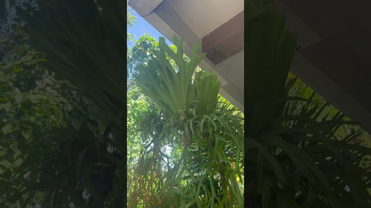 Platycerium superbum plant 🪴 #nature #green #hangingplant