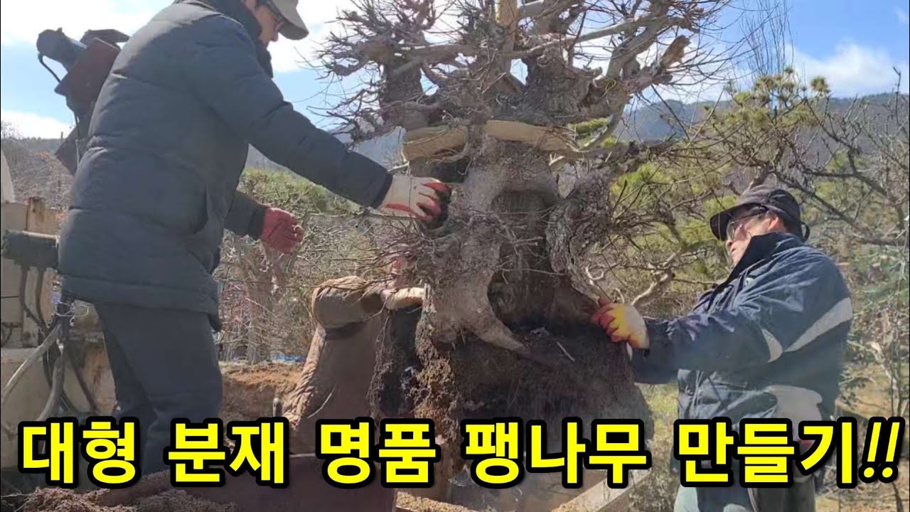 요즘 인기있는 나무!! 대형 분재 팽나무 만들기!!#조경#특수목#분재#소나무#향나무#백일홍#명자#꽃#귀농#귀촌#임업후계자#산림복합경영#건강#힐링#버섯#항암#약초#산삼#도라지#더덕