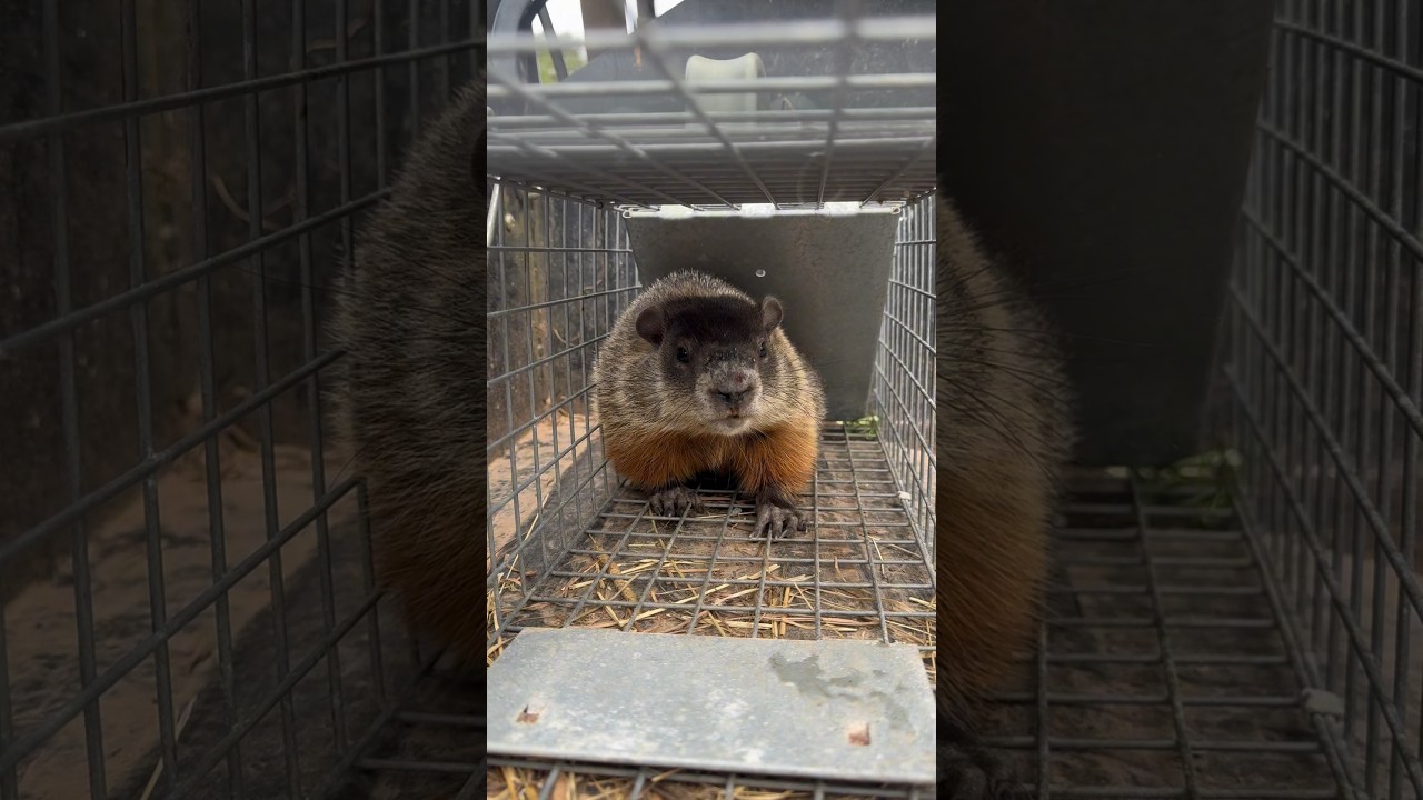 Eviction notice served and carried out. #meadowbrookstables #groundhog #squatter #squatterrights