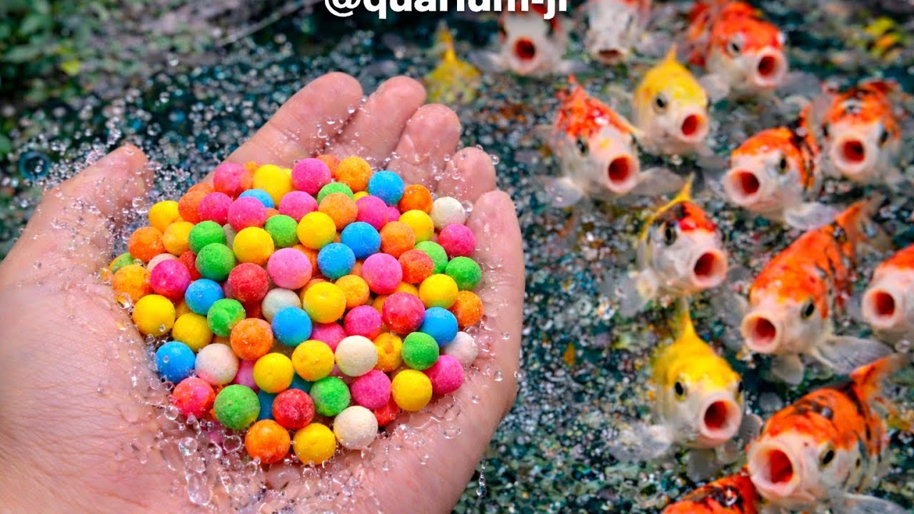 unboxing ikan cupang , ikan koi , ikan gurami , ikan mas warna warni 