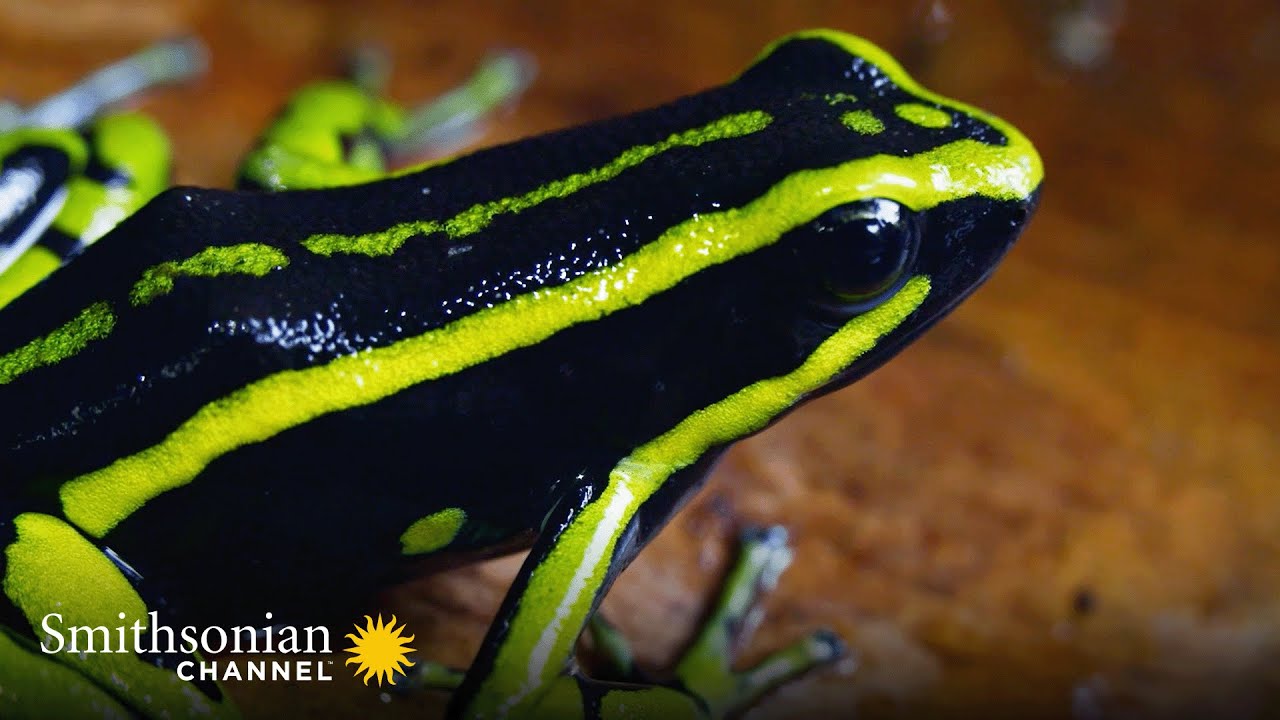 11 Surprising Facts About Amazon Animals 😮 Smithsonian Channel