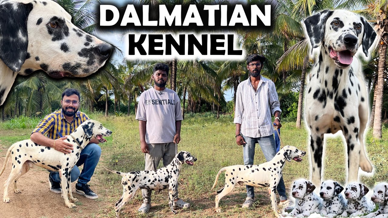 Coimbatore Dalmatian Kennel | Low Maintenance Dog Breed | Prasanth 360