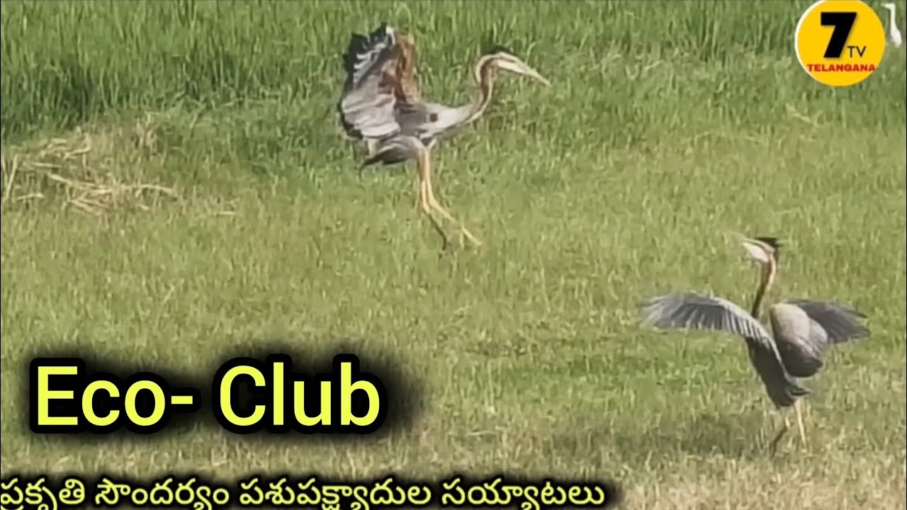 Eco-Clubs, Save Environment 