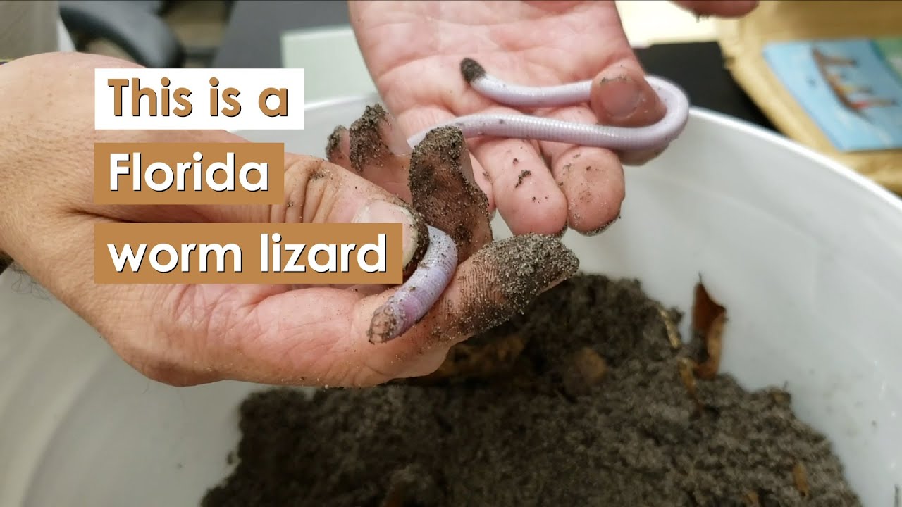 Florida worm lizard (Rhineura floridana), a.k.a. Thunderworm!