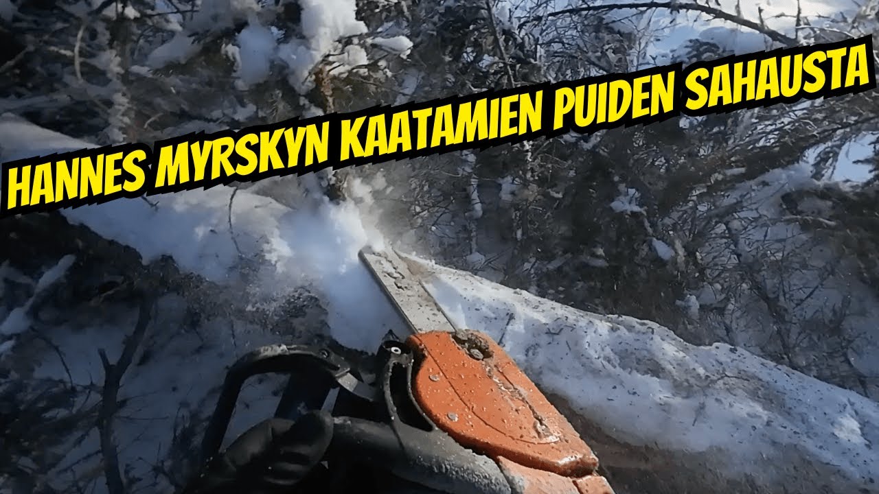 Hannes myrskyn kaatamien puiden sahausta