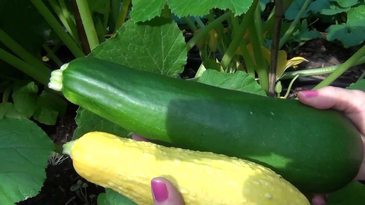 How to Plant, Grow and Harvest Zucchini and Yellow Squash in Texas