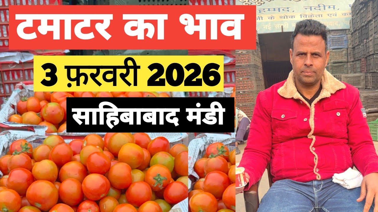3 February 2026 🍅टमाटर का भाव साहिबाबाद मंडी |today tomato rates #tamatar #mandirates #tomato
