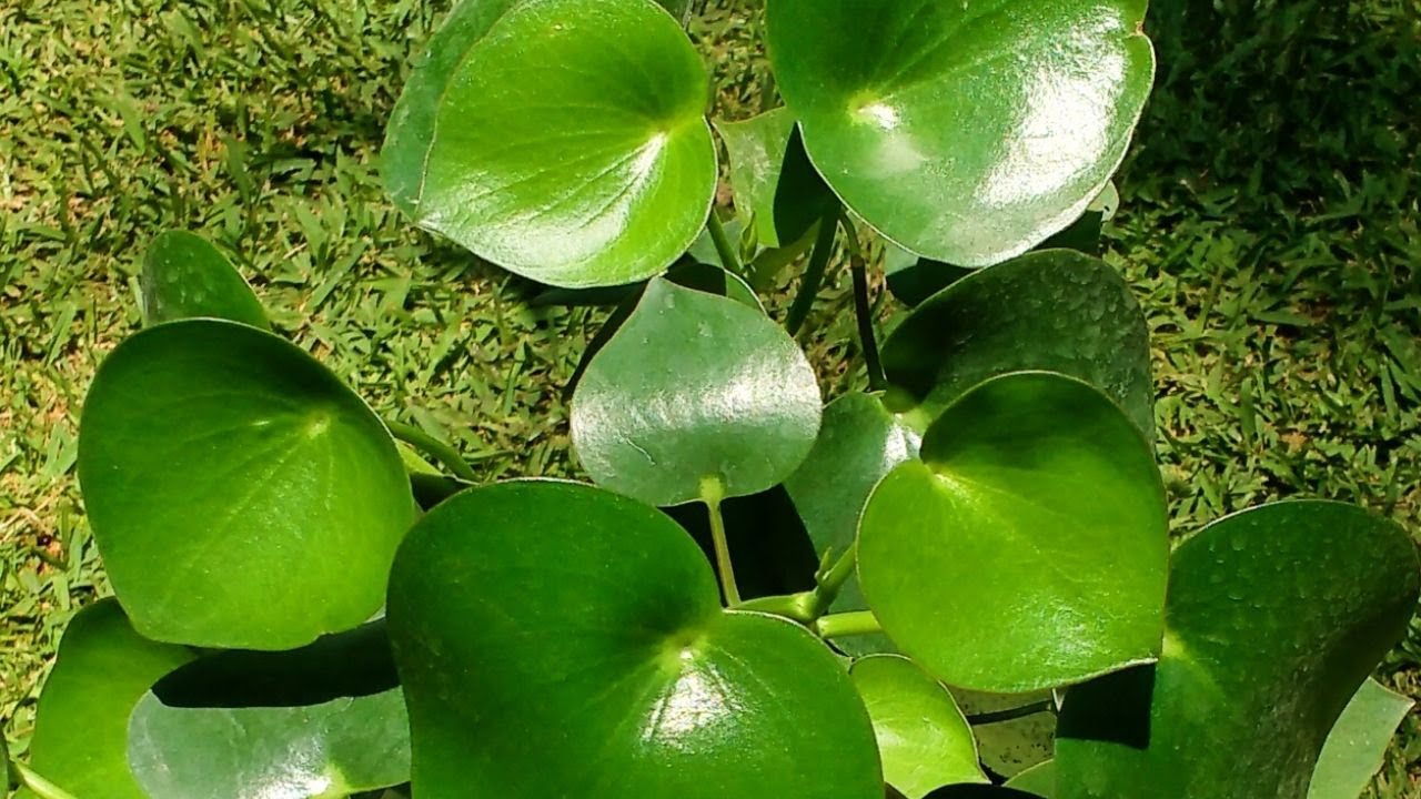 ¿Como reproducir a la Peperomia Polybotrya mediante esquejes?