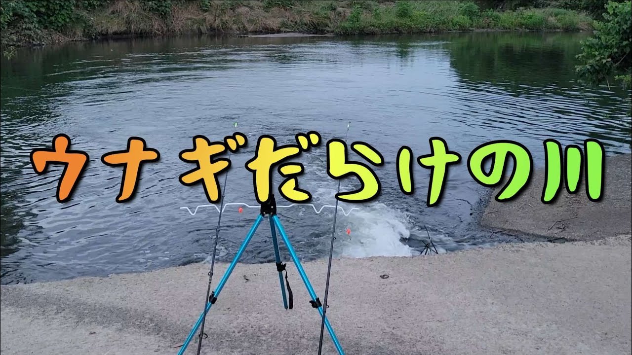 【鰻釣り】鰻師匠爆釣！極太交じり！※後半事件発生！？○○が川に流された！