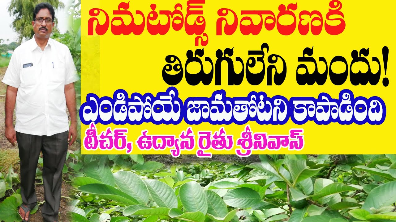 E30 | నిమటోడ్స్‌ నివారణ జామకి జీవం | Best Solution for Root Knot Nematodes Guava | @GramaBazaar
