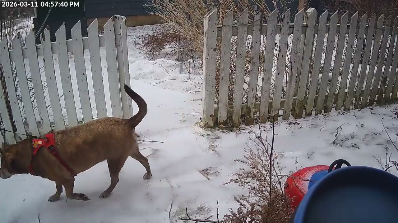 Daily Birdfeeder Highlight Reel (Wednesday)
