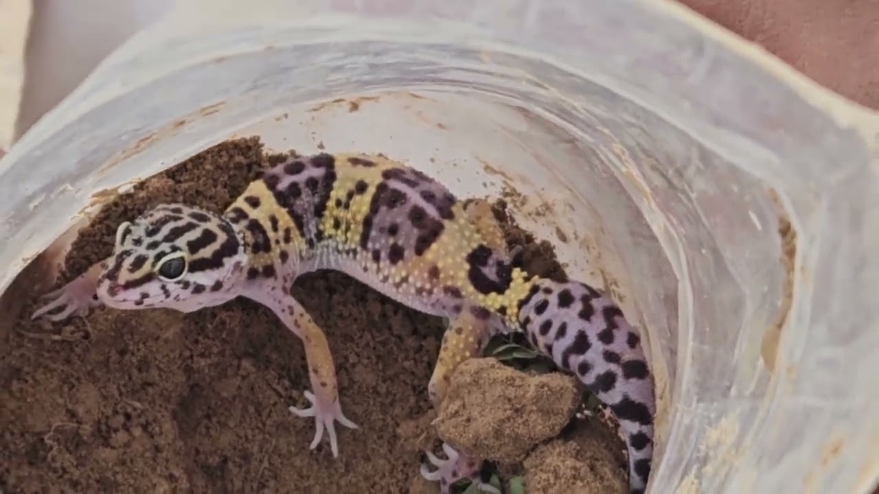 Wild Life at Thathal Organic Farms - Fancy Lizard