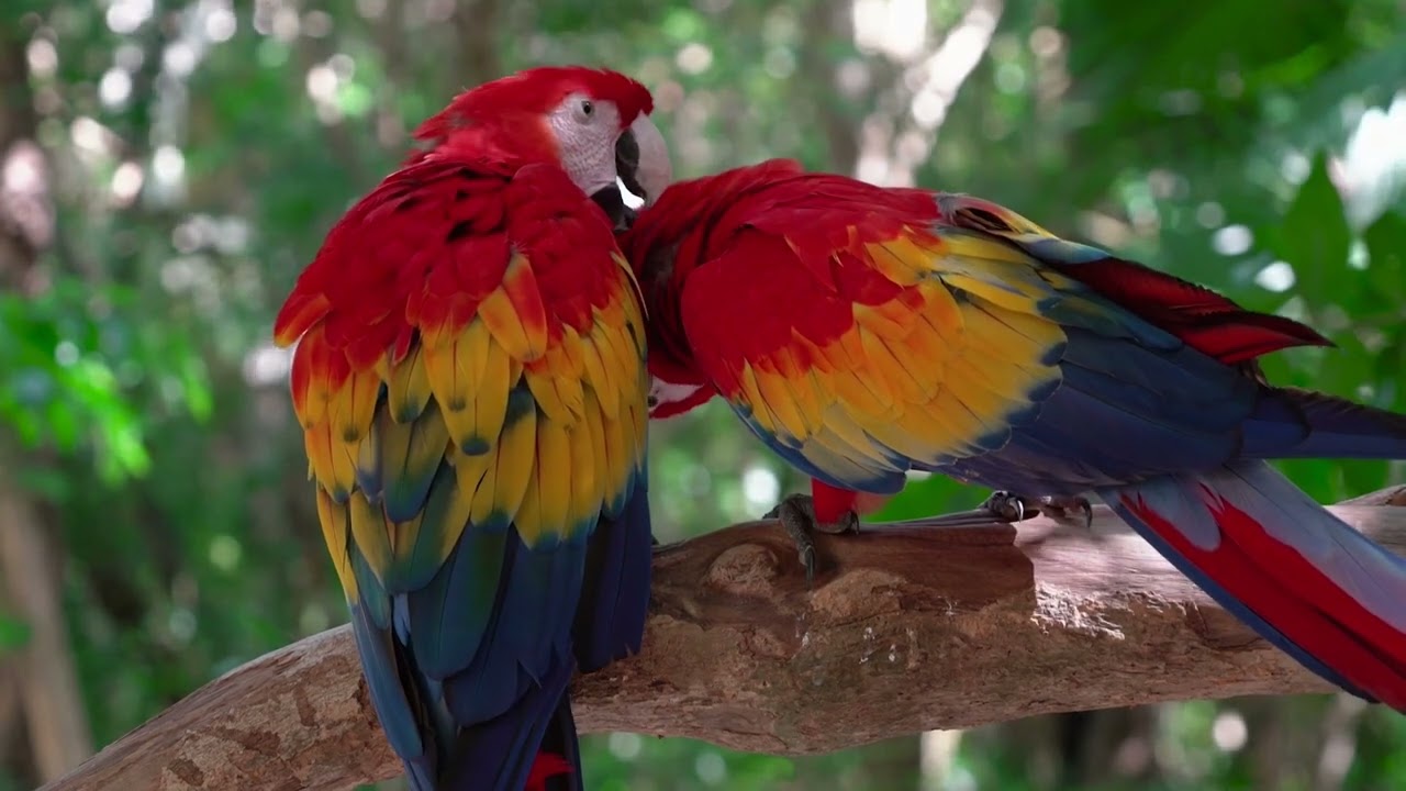 Most Beautiful Birds in the world || Macaw Parrot