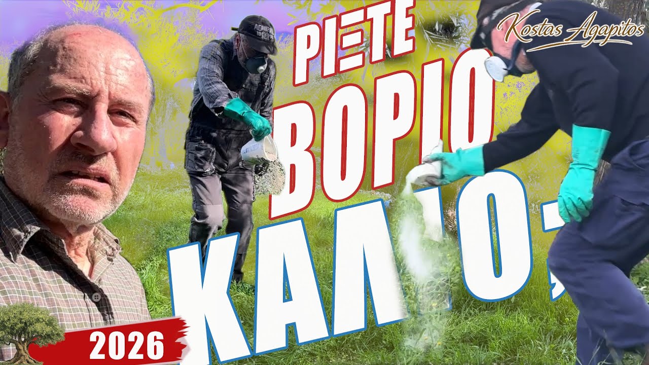 ΛΙΠΑΝΣΗ ΕΛΙΑΣ Με βόριο και κάλιο .#olive #farming 