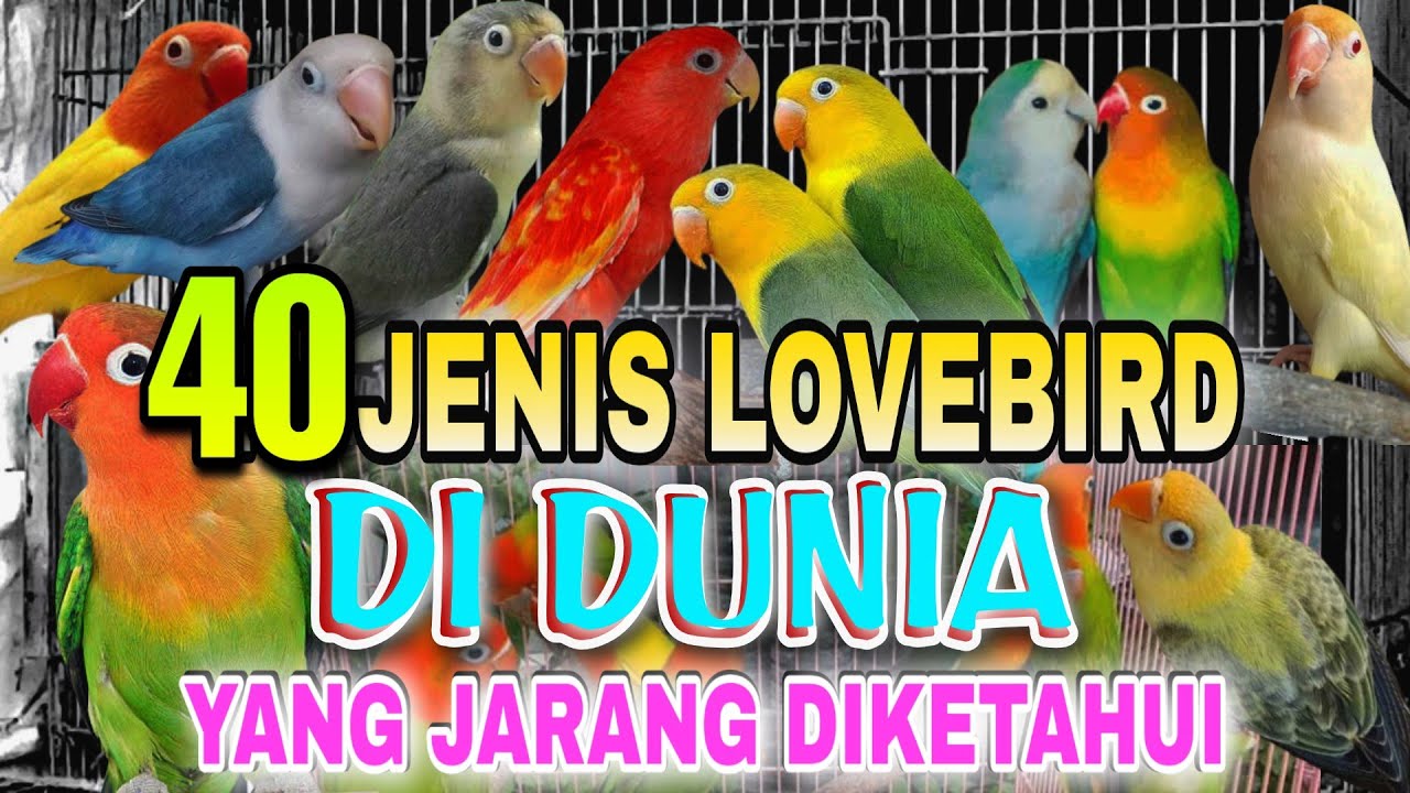 40 jenis lovebird berdasarkan warna dan harga lovebird terbaru
