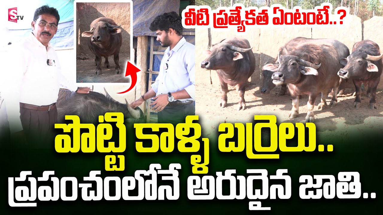 ప్రపంచంలోనే అరుదైన బర్రెలు..| Rare Buffalo Breed | Dairy Farm | SumanTV