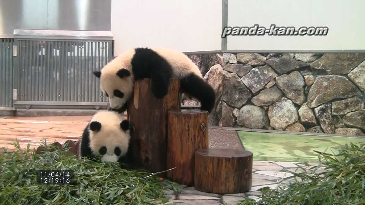 Twin baby pandas play on the log 2011/4/14 丸太の上で遊ぶ海浜と陽浜