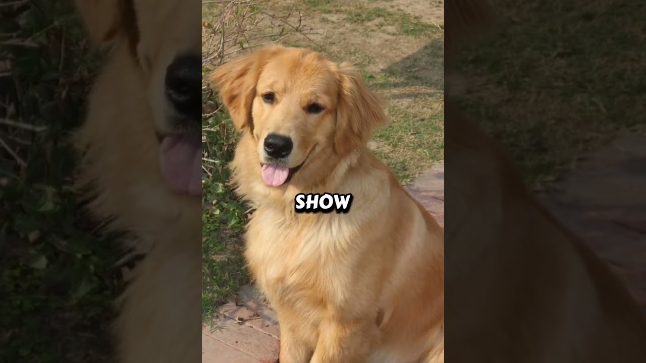 If dogs can stay loyal, so can we. 