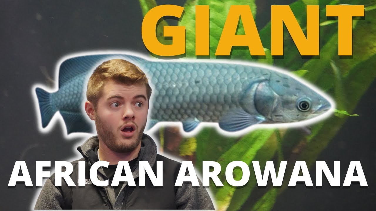 МЫ ТОЛЬКО ЧТО ПРИОБРЕЛИ *ГИГАНТСКУЮ* АФРИКАНСКУЮ АРОВАНУ!!!