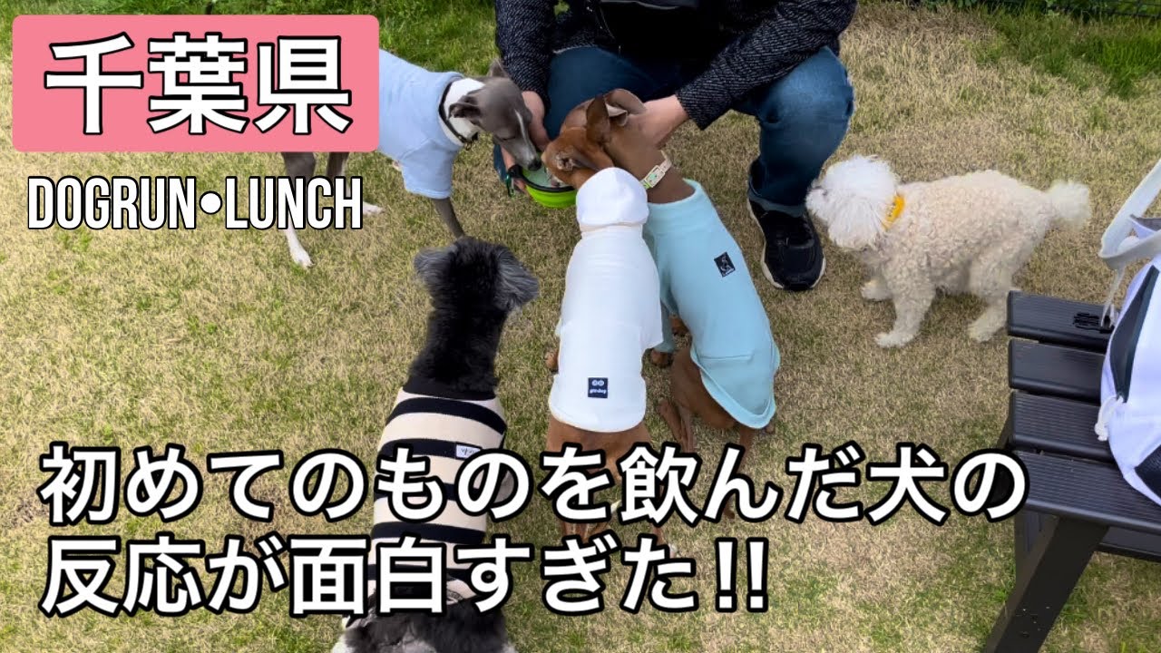 【千葉県】日本一と言われているテキサスバーベキューのお店とドッグラン　ROUTE51FIELD