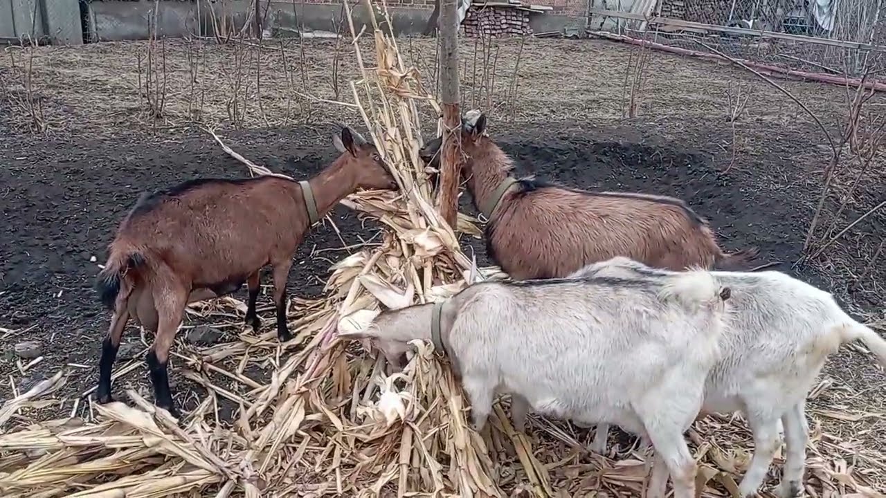 Глистогоню коз.Магний козам.