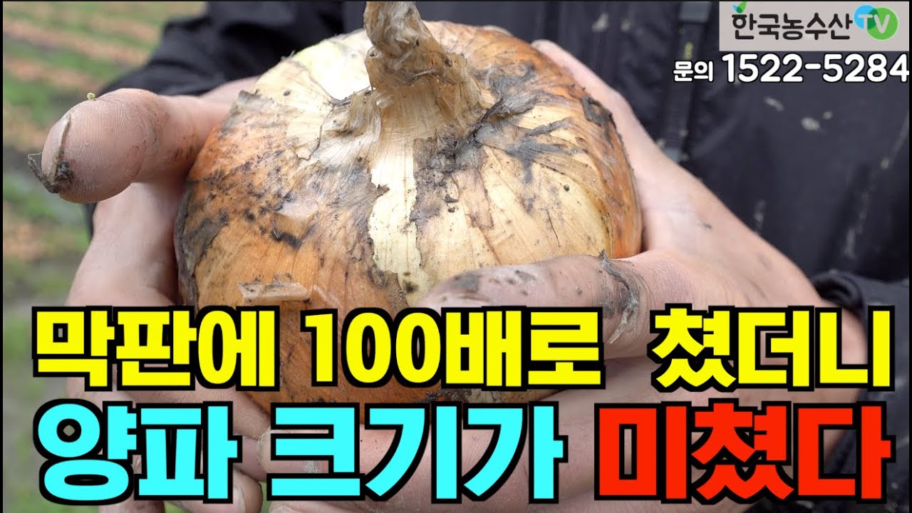 [한국농수산TV] 막판에 100배로 쳤더니 양파크기가 미쳤다