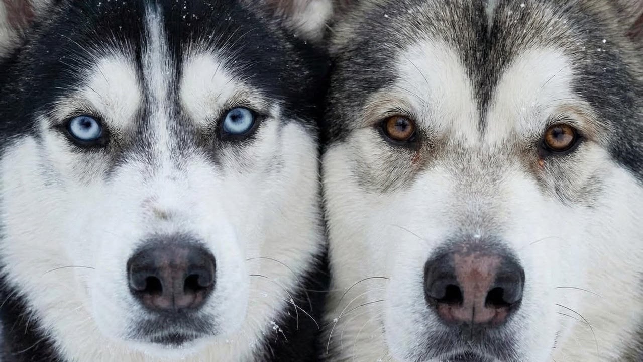 Huskies: Beautiful, Crazy, Honest : live rep part 2